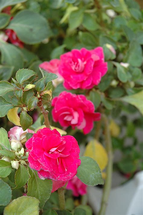 Fiesta Rose Double Impatiens Impatiens Fiesta Rose In St Thomas