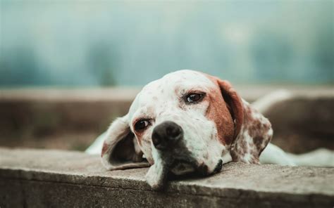 Download Wallpapers English Pointer White Brown Dog Pets Tired Dog