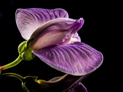 1280x800 Wallpaper Purple Moth Orchid Peakpx
