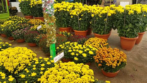 Mar 17, 2017 · 15 beautiful black flowers queen of the night tulip. Tangerine plants and beautiful flowers for Lunar New Year 2017 - YouTube