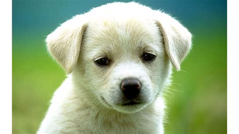 White Dog Wallpaper 61 Pictures