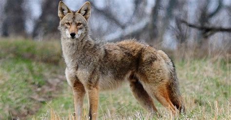 Many Coyote Sightings In Regional Parks Post News Group