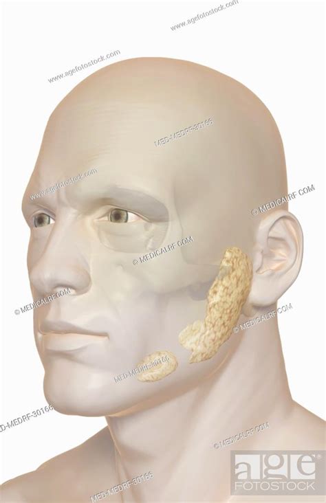 The Salivary Glands Stock Photo Picture And Royalty Free Image Pic
