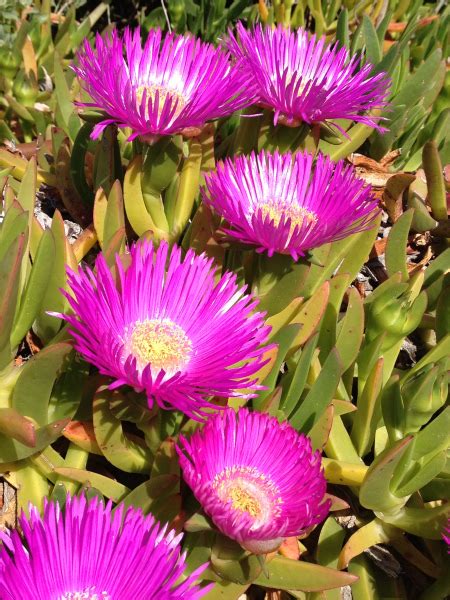 Le piante grasse con i fiori dai colori piu belli. Da talea a pianta 1: Carpobrotus | Piante tappezzanti ...