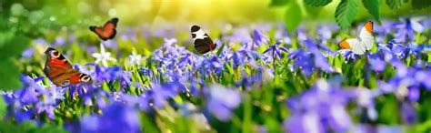 95157 Butterflies Stock Photos Free And Royalty Free Stock Photos From