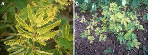 We did not find results for: Alfalfa mosaic virus infects the tropical legume ...
