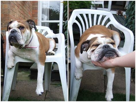 16 Pets Who Are Taking Laziness To A Whole New Level Funny Animal