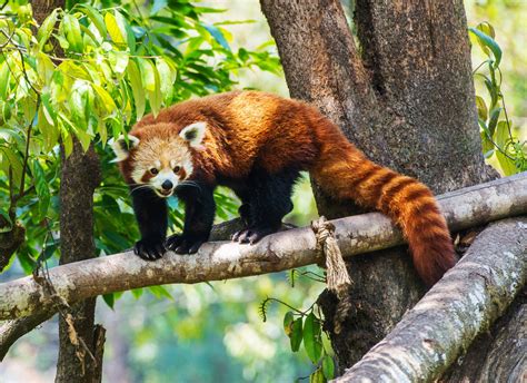 International Red Panda Day Days Of The Year