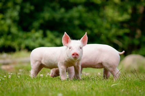 Domestic Pig Cubs Two Grass Animals Wallpapers Wallpapers Hd
