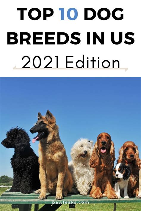 Top 10 Dog Breeds In The Usa 2021 In 2021 Top 10 Dog Breeds Most