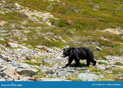 Black Bear Walks Across Alpine Meadow Stock Image Image Of Animal