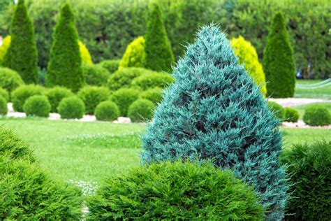 15 Different Arborvitae Types Varieties And Care Plantsnap In 2022