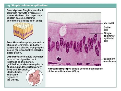 Ciliated Epithelial Cell Structure