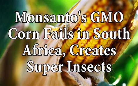 Failed Monsanto Gmo Corn Pushed On African Countries With Help Of Bill