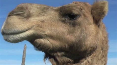 1 Humped Dromedary Camels Camelus Dromedarius Youtube