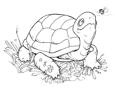 Printable Turtle Coloring Pages