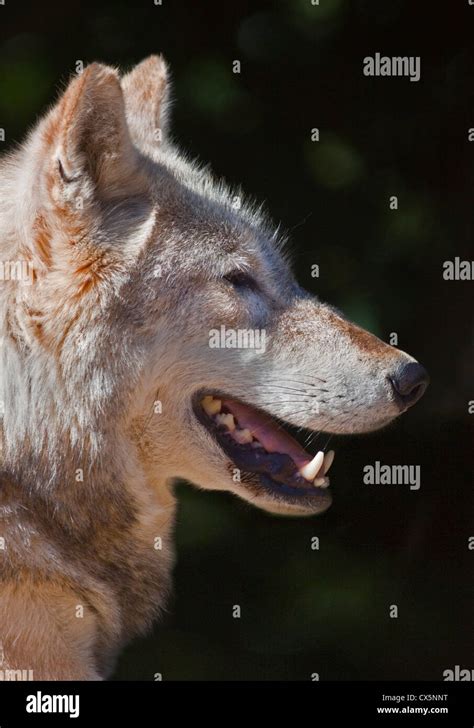 Grey Wolf Canis Lupus Stock Photo Alamy