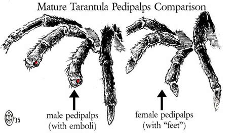 Sexing Tarantulas Using Molts Toms Big Spiders