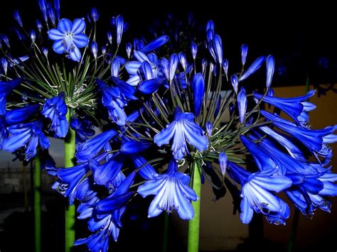 Very Tall Blue Flowers Flickr Photo Sharing