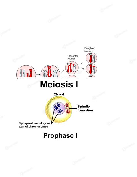 Asu Biol 1107 Introduction To Biology Meiosis Study Guide