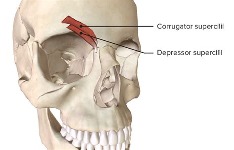 Facial Muscles Anatomy Concise Medical Knowledge