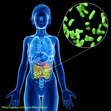 Your Gut Microbiome What Probiotics Do Hubliss