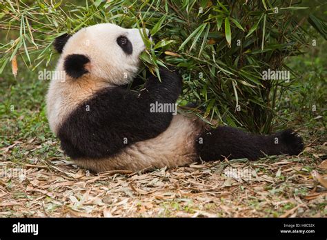Giant Panda Ailuropoda Melanoleuca Juvenile Feeding On Bamboo