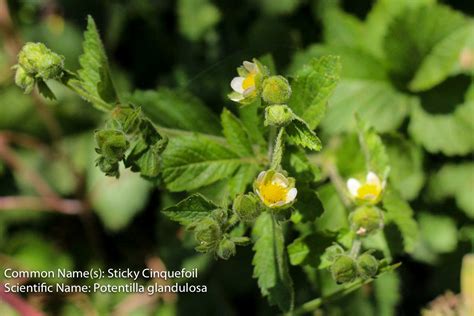 Blue flower only spawns during night. Plant of the Month - Sticky Cinquefoil