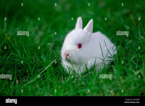 Little White Rabbit Stock Photo Alamy