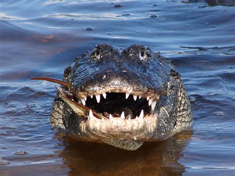 Alligators Vs Crocodiles Photos Reveal Whos Who Live Science