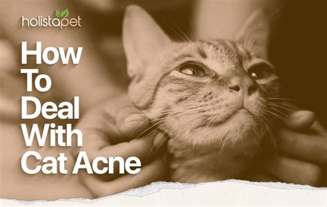 Cat Chin Acne 5 Different Causes With Easy Solutions