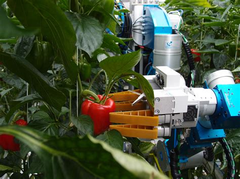 Robot Autonomously Harvests First Sweet Peppers In The Greenhouse Wur