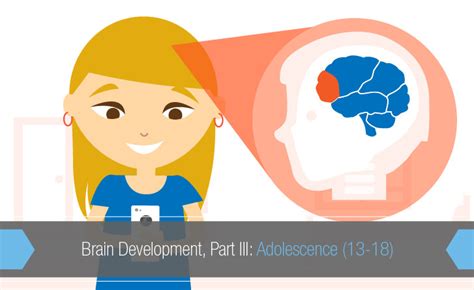 Brain Clipart Brain Development Brain Brain Development Transparent