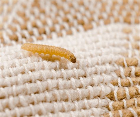 Tiny White Worm In Carpet Carpet Vidalondon