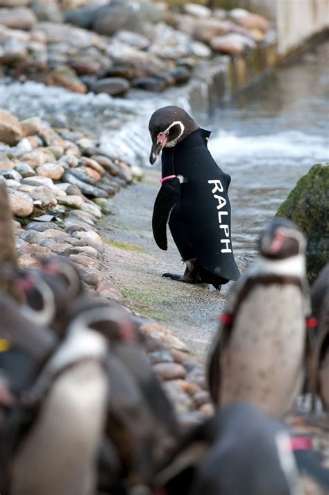 Penguin Wears a Wetsuit! from Penguin Wears a Wetsuit | Penguins, Marwell zoo, Penguin pictures