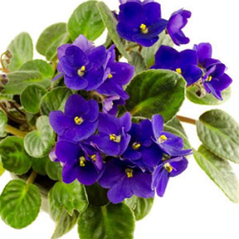Buy African Violet Purple Flower Plant Online At