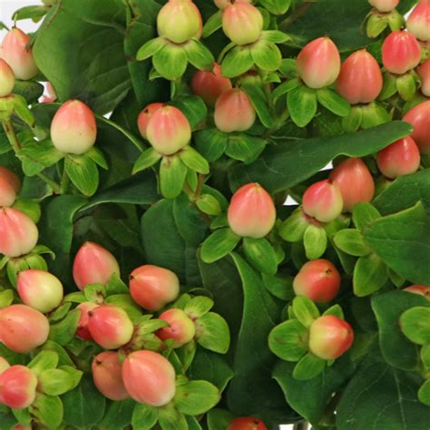 Peaches And Cream Hypericum Berries Hypericum