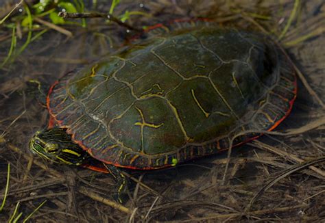 Midland Painted Turtle Chrysemys Picta Marginata Flickr