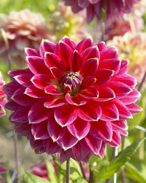 10 of the world's best destinations for blooms. Dahlia Dahlia Sp Optimist Variety Flower Photograph by ...