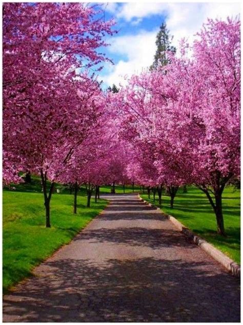 Most Beautiful Spring Photography Creative Fan Landscape Design