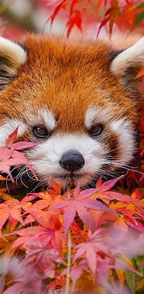 Legénység Vidéki Más Zenekarokkal Panda And Red Panda Wallpapers