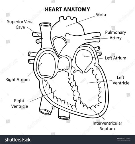 Human Heart Diagram Outline Photos And Images Shutterstock