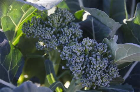 How To Grow Broccoli Plants In The Vegetable Garden