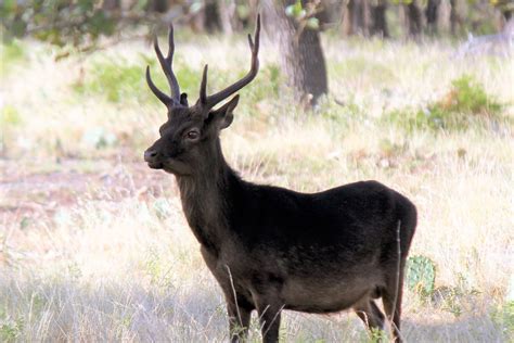 5 Unusual Species To Hunt On Public Land In North America