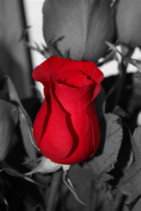 photo done by evette benessere beautiful roses color splash red color black and white