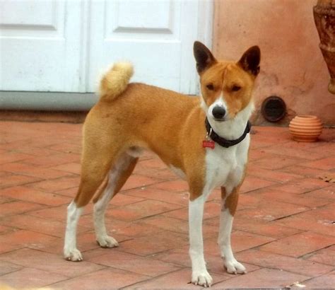 Basenji Information Dog Breeds At Thepetowners