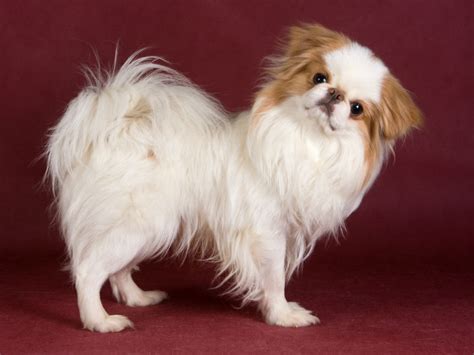 The Japanese Chin Is An Aristocratic And Playful Little Companion