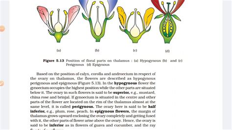 Ncert Biology 11 Morphologytypes Of Flowers Youtube