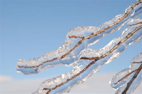 Twigs In Ice Photograph By Fl Collection