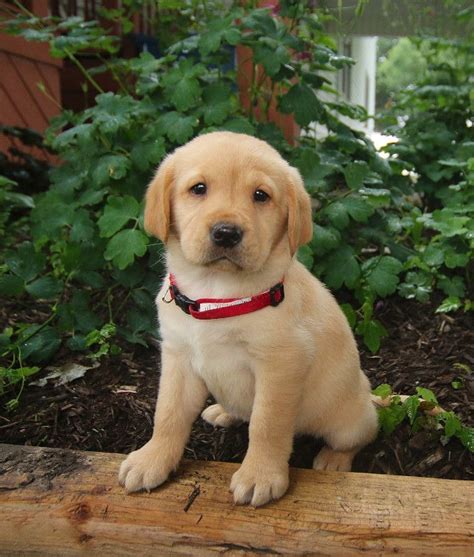 But not every labrador puppy for sale is a great potential pet. Getting a dog no problem start train him today FREE! # ...